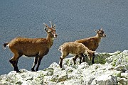 53 Stambecchi femmina con i piccoli sopra il Lago Moro